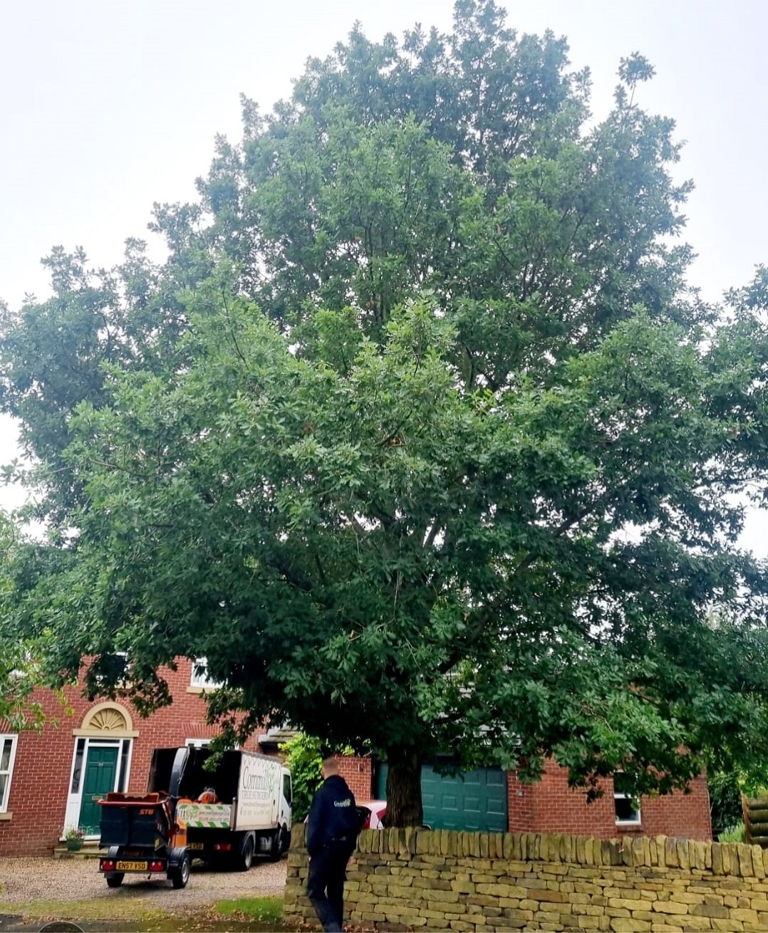 Oak Tree Reduction Mirfield 1