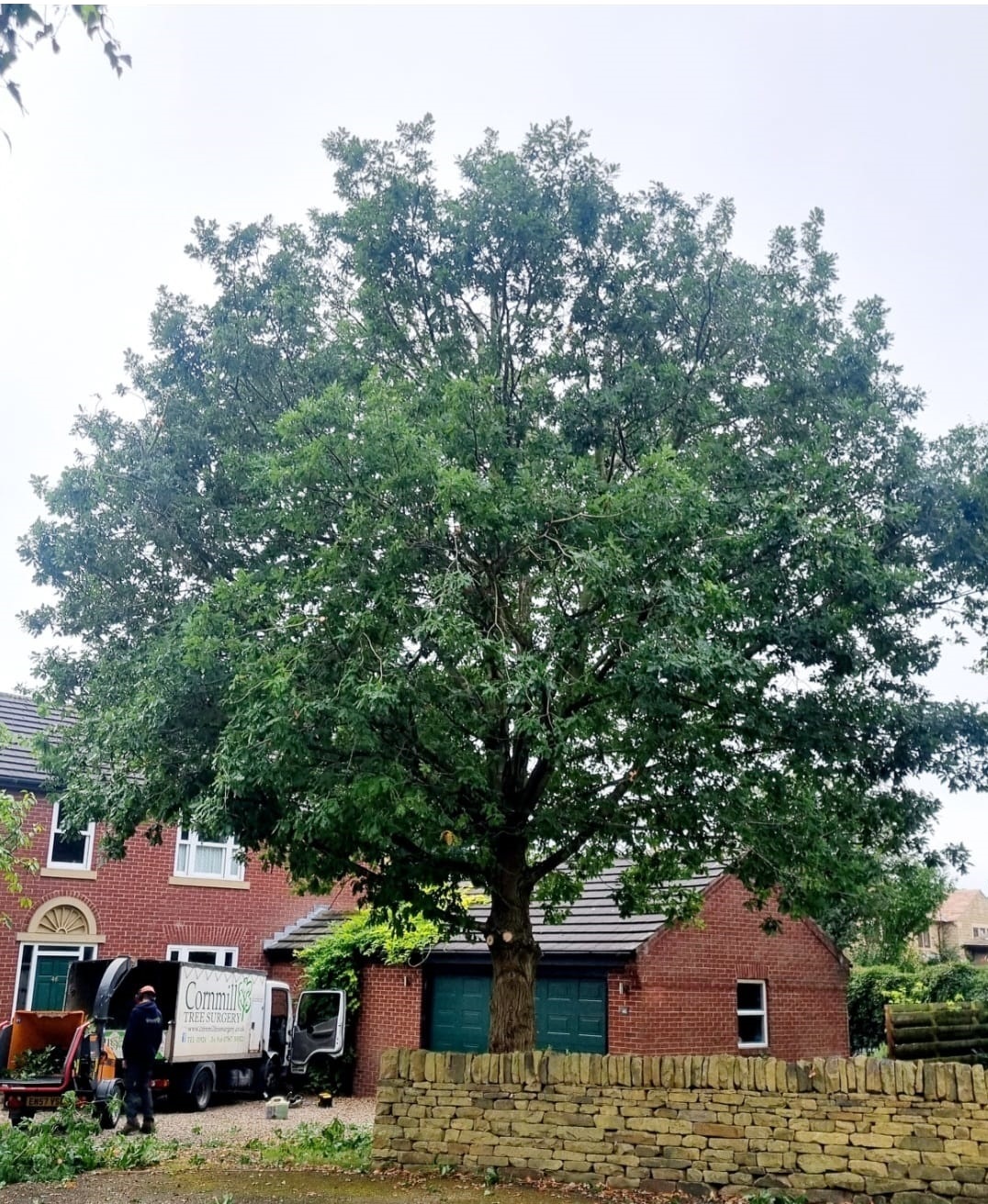 Oak Tree Reduction Mirfield 2